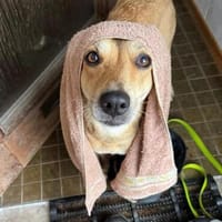Bella sucht ein ruhiges Zuhause mit Herz und Verständnis, Hündin zur Adoption