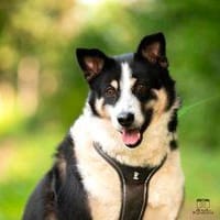 Mogli P braucht einen Neuanfang, Hund zur Adoption
