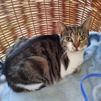 Cynthia - ruhiges Zuhause gesucht, Katze zur Adoption