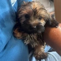 Cupcake💕ganz junges Hundekind, Hündin zur Adoption