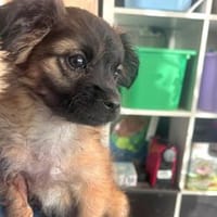 Noodle💕wunderschönes, welpentypisches Hundemädchen, Hündin zur Adoption