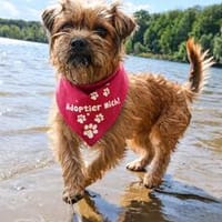Lisa auf Pflegestelle in 51063 Köln, Hündin zur Adoption