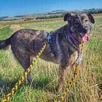 BELLA LUCY jetzt auf PS in 65597 Hünfelden, Hündin zur Adoption