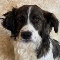 Narris, geb. ca. 01/2024, 23556 Lübeck, Hund zur Adoption
