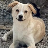 Sullivan, Hund zur Adoption