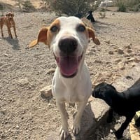 Pepper, Hund zur Adoption