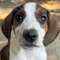 Joyce, geb. ca. 04/2026, 58739 Wickede, Hündin zur Adoption