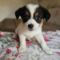 Welpe Niya sucht liebevolles Zuhause, Hündin zur Adoption