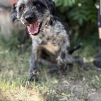 Leoni KK  tapfere Kämpferin sucht ihr Happy End 🐾, Hündin zur Adoption