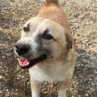 FIDO💕süßer Kerl, wartet schon so lang, Hund zur Adoption