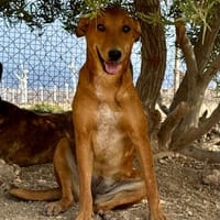 Attila, Hündin zur Adoption