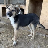 Phoebe - sensible Seele sucht Halt, Hündin zur Adoption