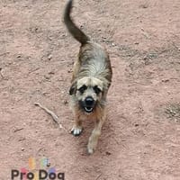 Merlin auf Pflegestelle, Hündin zur Adoption