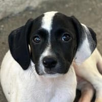 Milia, geb. ca. 05/2026, 58739 Wickede, Hündin zur Adoption