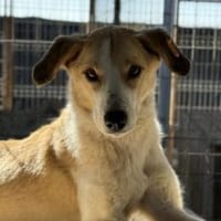 Zutrauliche Naya sucht ihr Glück, Hündin zur Adoption