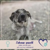 Jade - möchte endlich ankommen bei ihrer Familie, Hündin zur Adoption
