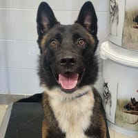 BOUNTY, chien à adopter