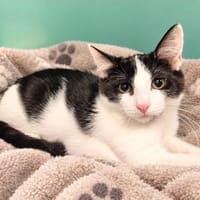 TALCO, chat à adopter