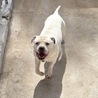 KALASH, chien à adopter