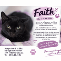 FAITH, chatte à adopter