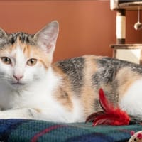 YALIE, chatte à adopter
