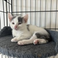 PEPPER, chat à adopter