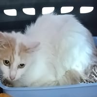 POULETTE, chatte à adopter