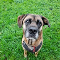 PiROUETTE QCN, chien à adopter