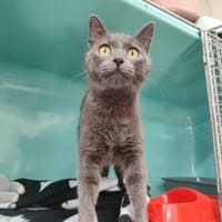 NAMIE, chatte à adopter