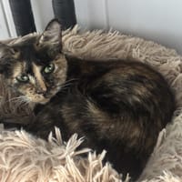 NOVA, chatte à adopter