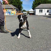 NOVA VAA, chienne à adopter