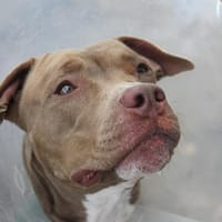 AIKA A TROUVE SA FAMILLE, chienne à adopter