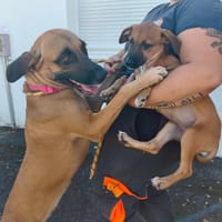 SYDNEY VAA, chienne à adopter