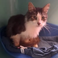 FABLE QCT  (a trouvé sa famille), chatte à adopter