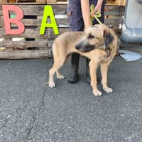 BICHE VAA, chienne à adopter