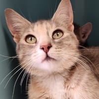 DOHA QCT (réservée), chatte à adopter