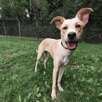 POLKA, chienne à adopter