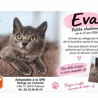 EVA, chatte à adopter