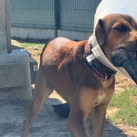 ARGOS, chien à adopter