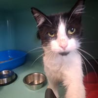 FEUILLE QCT (a trouvé sa famille), chat à adopter