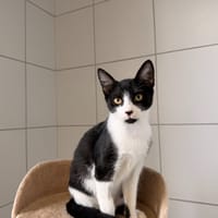 BERRY, chatte à adopter