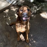 TAO, chien à adopter