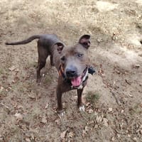 PONGO, chien à adopter