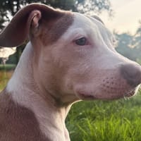 COCO, chienne à adopter