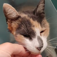 MILADY QCT, chatte à adopter