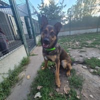 ARLO, chien à adopter