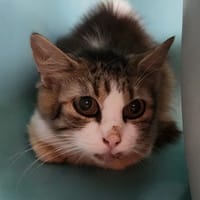 HAVANA QCT, chatte à adopter