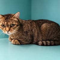 Ulysse QCT, chat à adopter