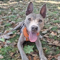 Médusa, chienne à adopter