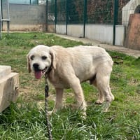 ALFY, chien à adopter